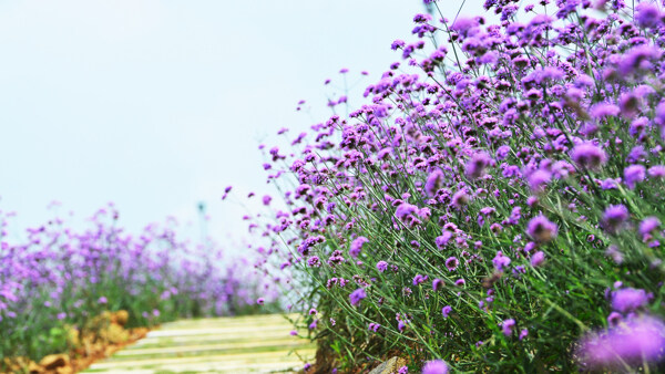 桐梓花海