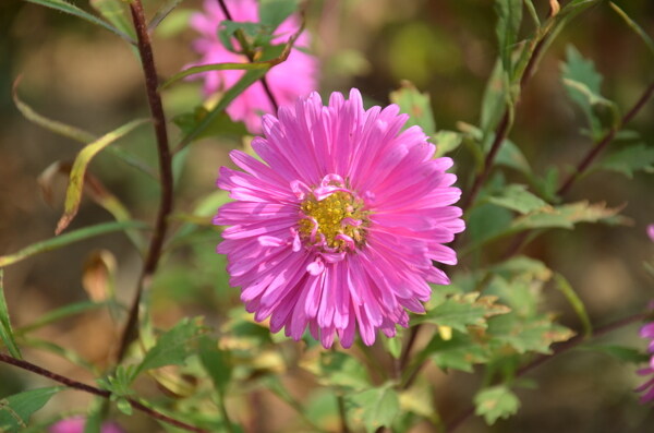 翠菊