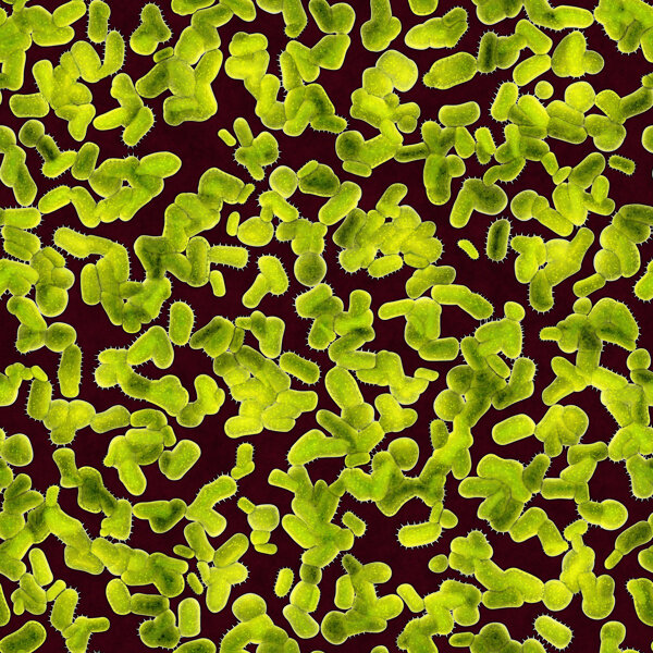 绿色颗粒状微生物图片