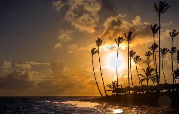 海边的椰子树风景图片