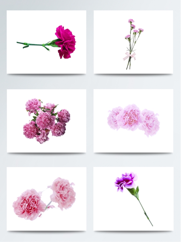 紫色康乃馨花朵图片