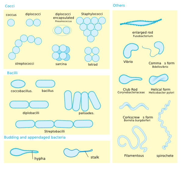 细菌的形态图剪贴画