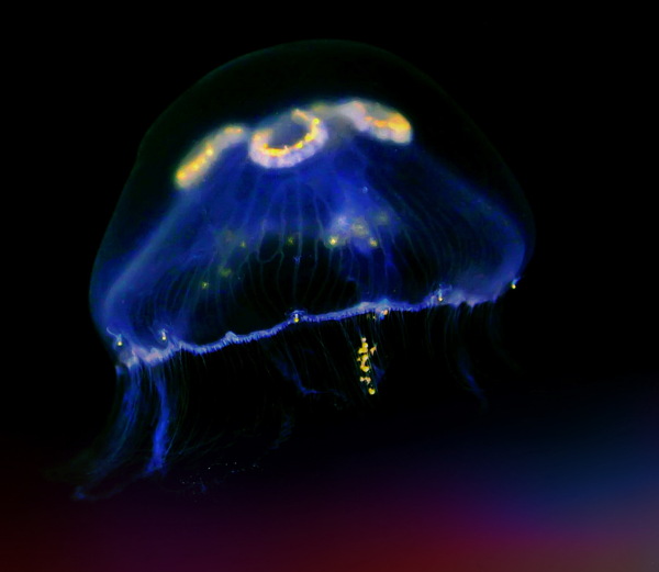 荧光水母高清图片