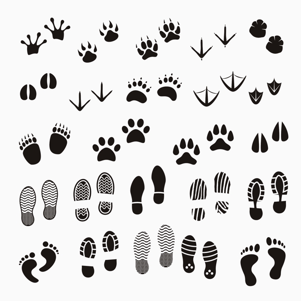 矢量动物和人类的脚印