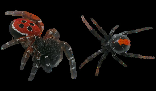 毒蜘蛛图免抠png透明图层素材