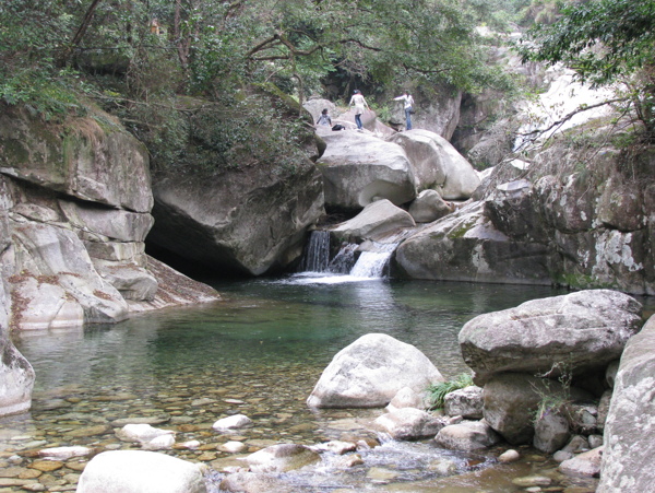 树植物水风景