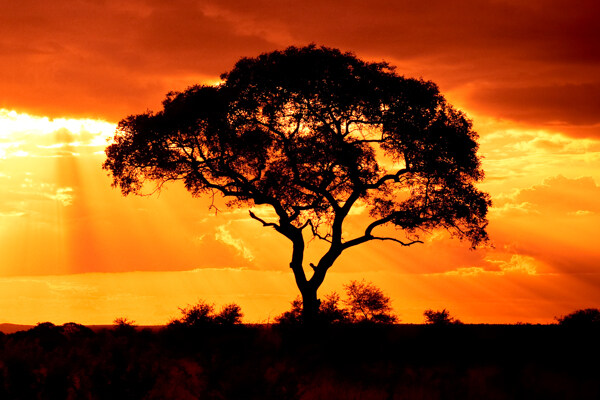 夕阳下的树木风景图片