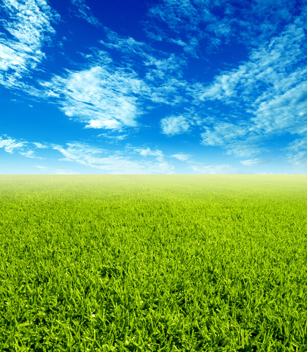 蓝天下的草地背景图片