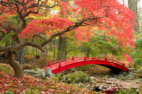 日本枫树小桥风景图片