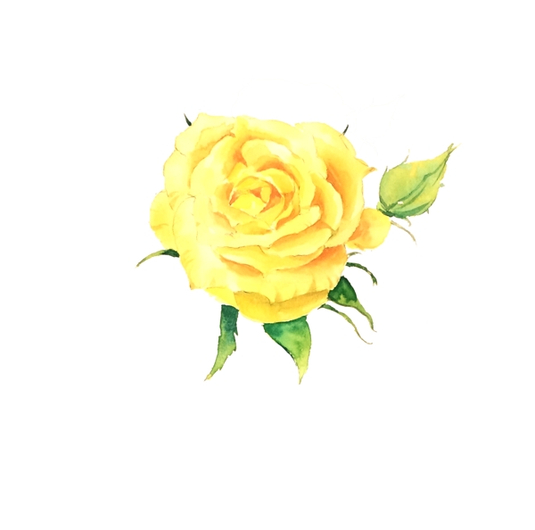 手绘水彩黄玫瑰png