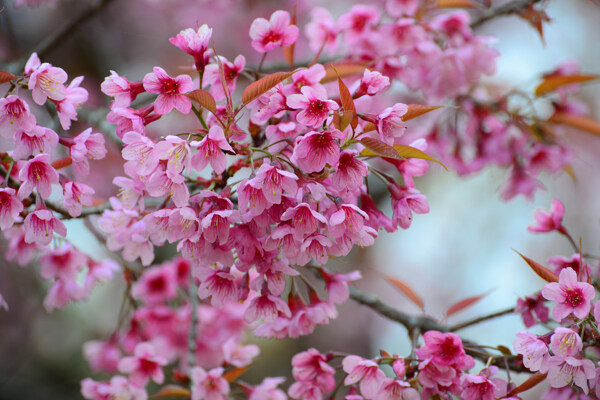 鲜艳的粉色花朵图片