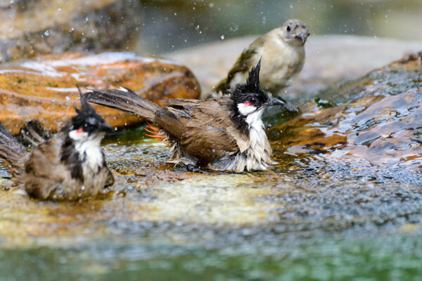 水中玩的一群鸟