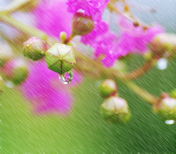 雨中花绿色花朵
