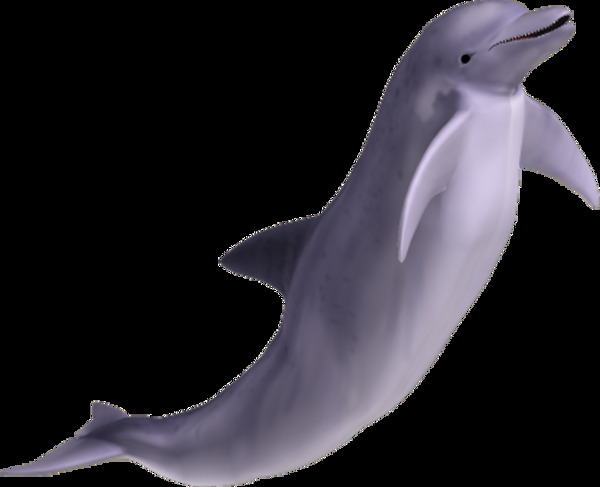 可爱的海豚图片抠png透明图层素材