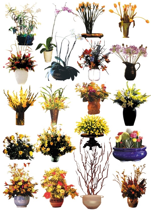 室内盆栽盆花图片