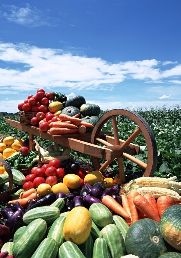 丰收的蔬菜图片