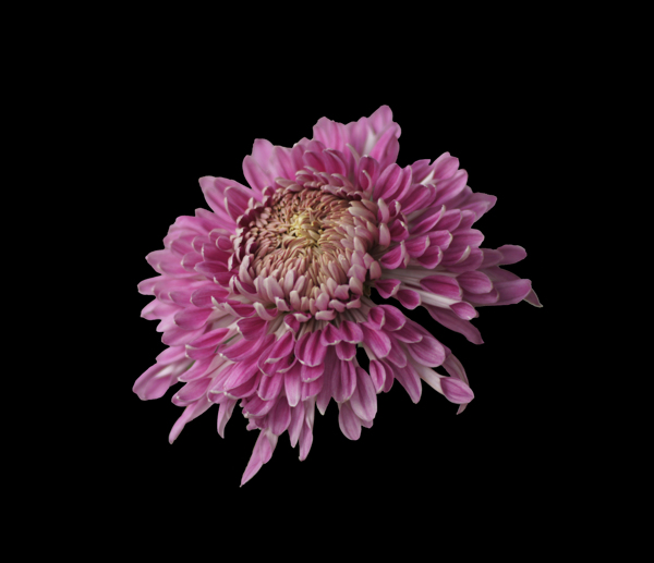 位图植物花朵写实花卉高清免费素材