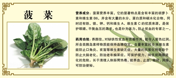 菠菜简介图片