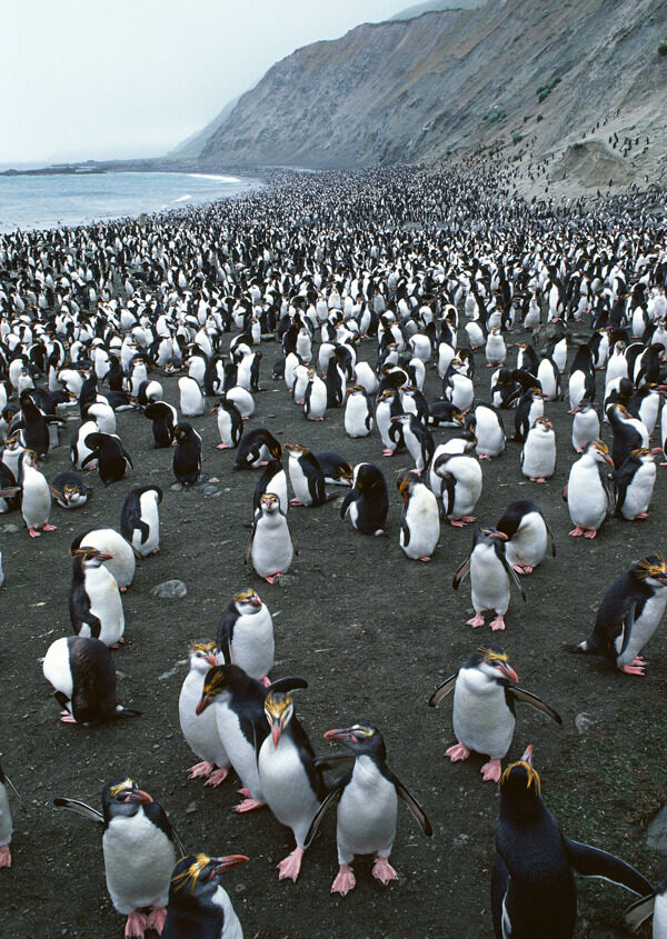 群企鹅摄影图片