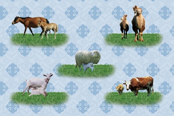 蒙古五种动物图片