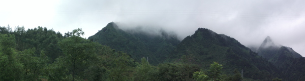 树木雾风景