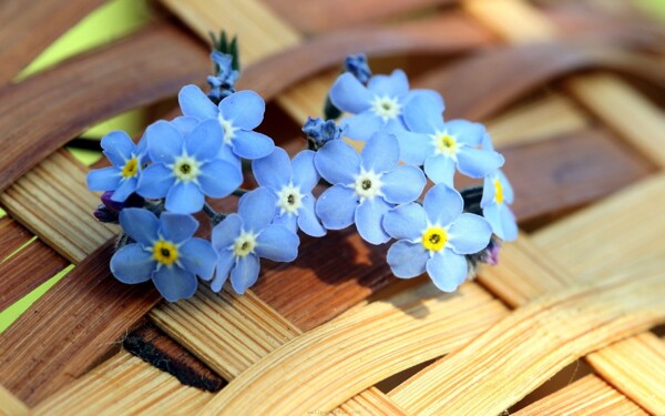 蓝色小花儿图片