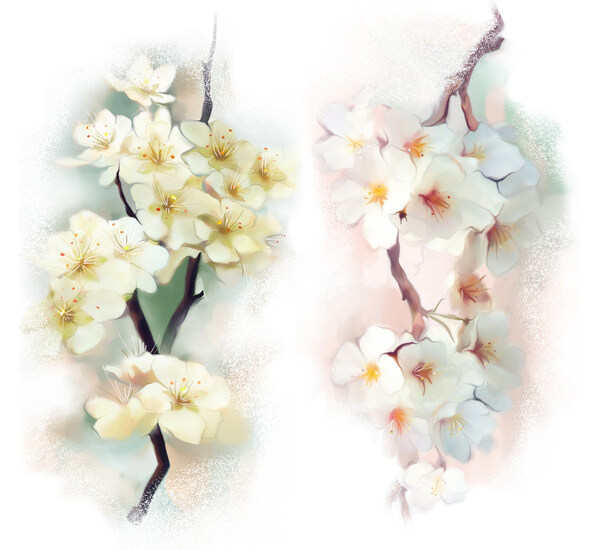 水彩梨花与水彩樱花图片