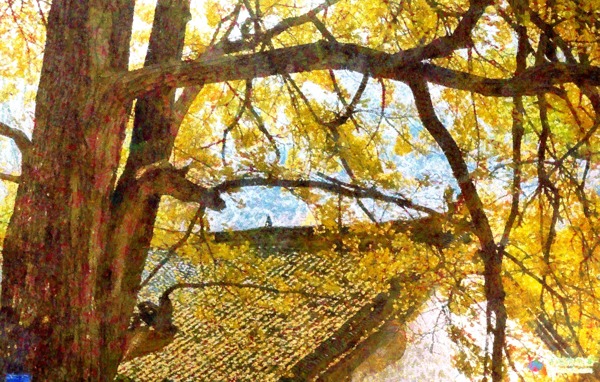 油画银杏树秋天图片