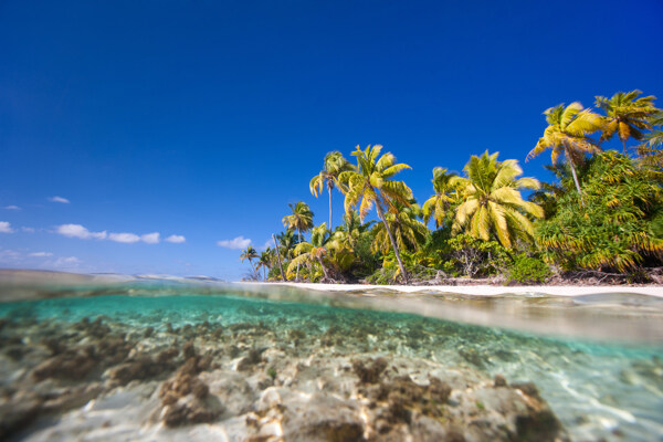 海洋风景与椰树图片