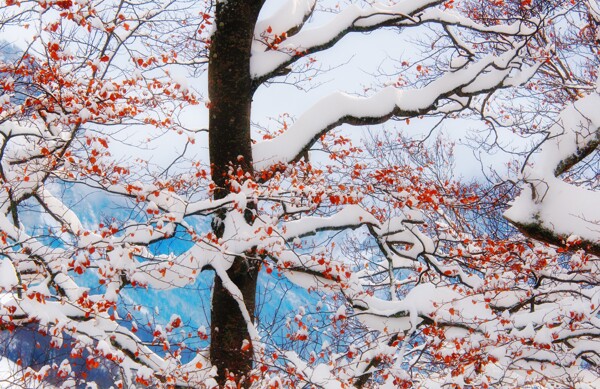 被雪覆盖的红叶图片