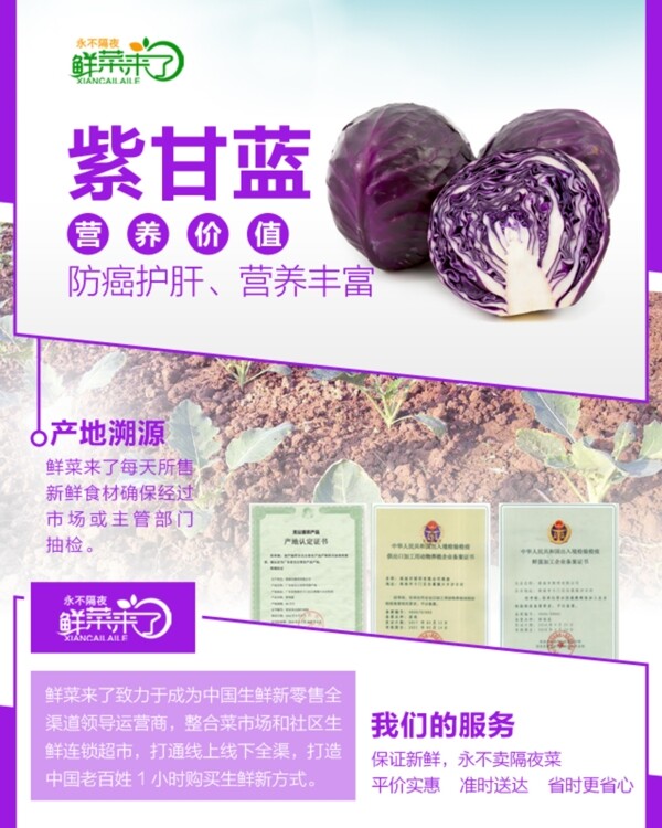 紫甘蓝详情页图片