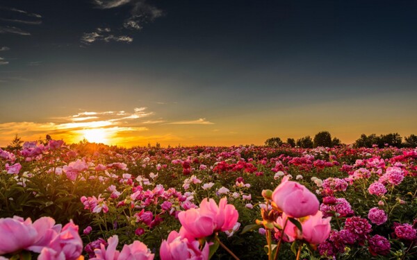 夕阳下的杜鹃花图片