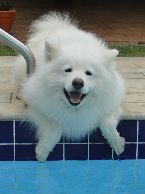 可爱白色银狐犬图片