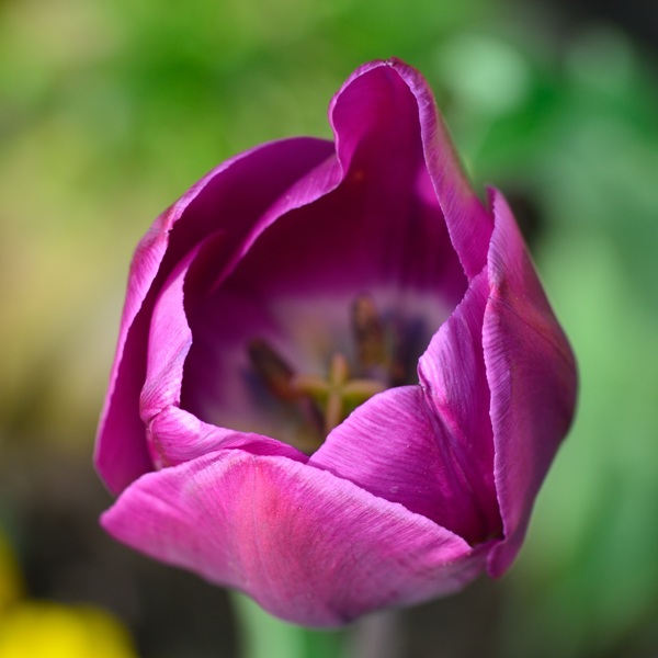 郁金香鲜花