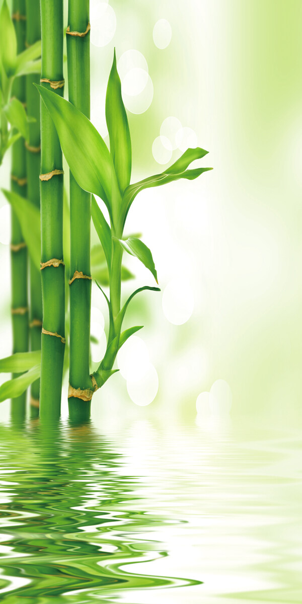 水中绿竹