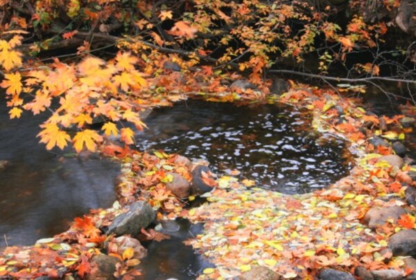秋天树木落叶视频素材素材下载