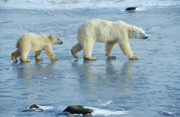 在冰上行走的北极熊