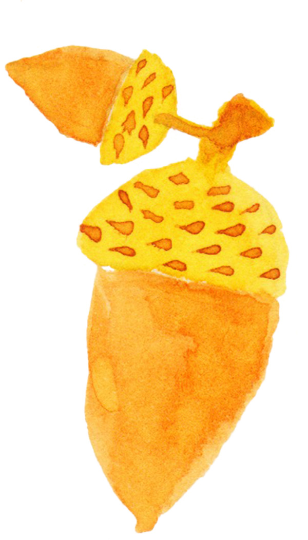 橘黄色松果图片素材