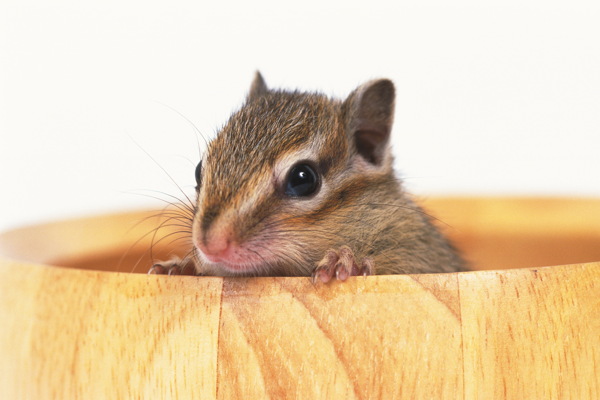 小动物宠物鼠96