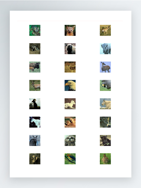 世界各种野生动物图标集