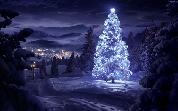 唯美夜光下的双圣诞树
