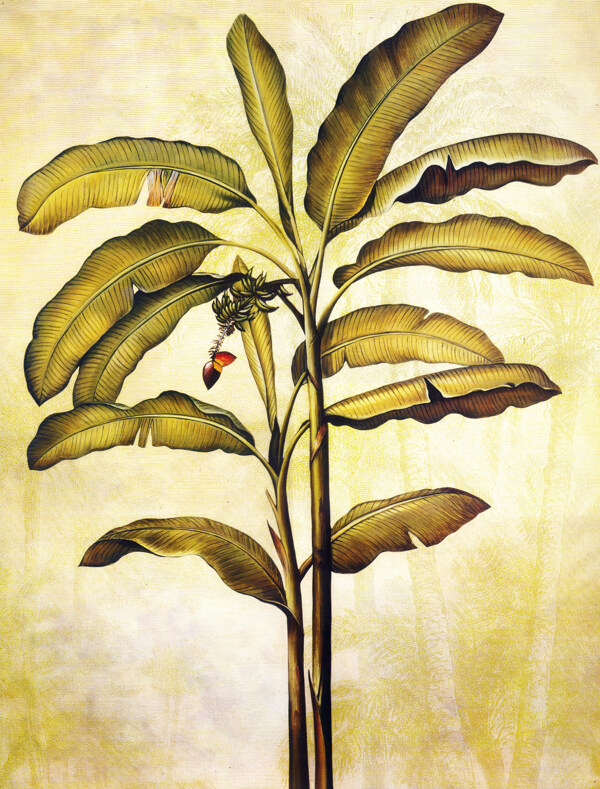 欧洲复古植物装饰画