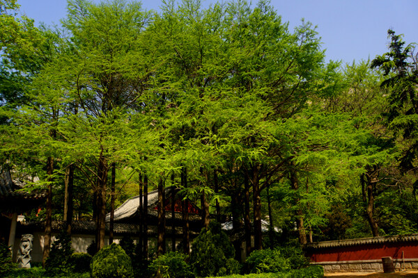 河南鹿邑太清宫风景