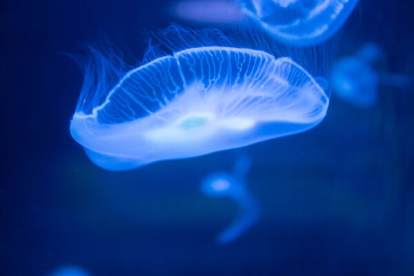 透明的水母
