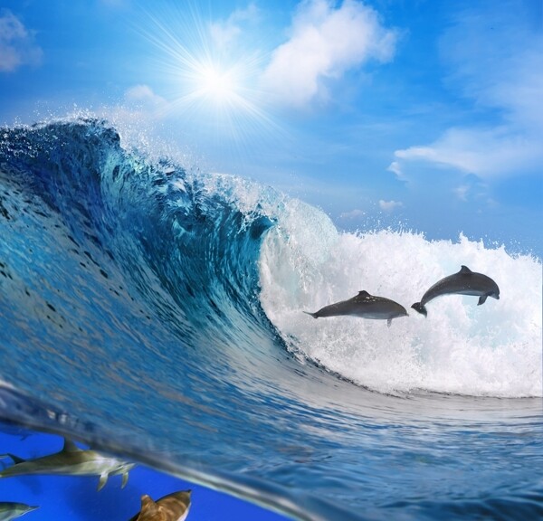 波浪海浪中的海豚图片