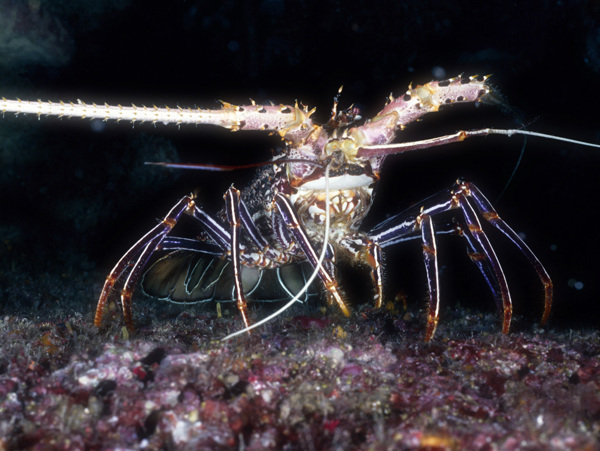 海洋生物