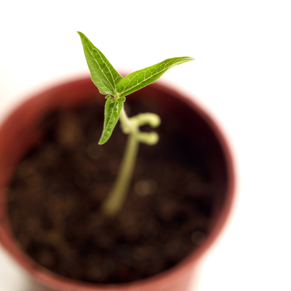 幼苗植物绿叶图片