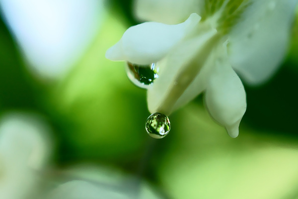 槐花图片