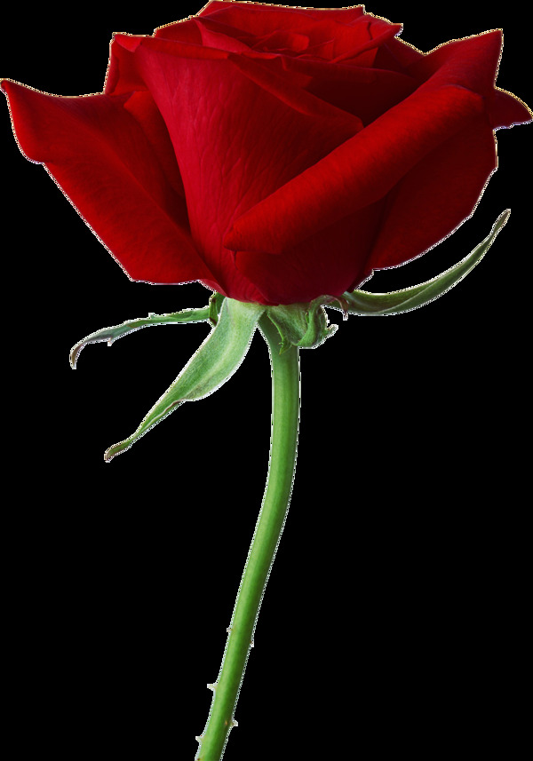 一朵红玫瑰免抠png透明图层素材