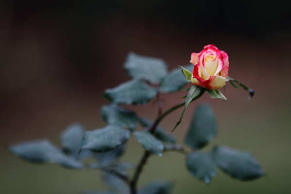 位图植物摄影写实花卉花朵数码照片免费素材